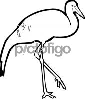 Wattled CraneFreehand Image